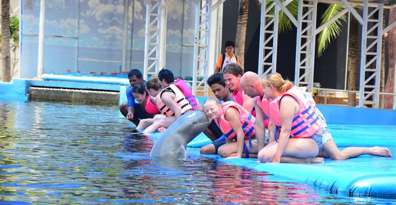 שחייה עם דולפינים בפטאיה