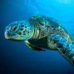 turtle_conservation_activity_khao_lak