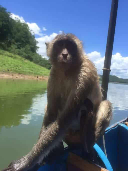 טיול יום פרטי לאי הקופים בשמורת קנג קראג'אן