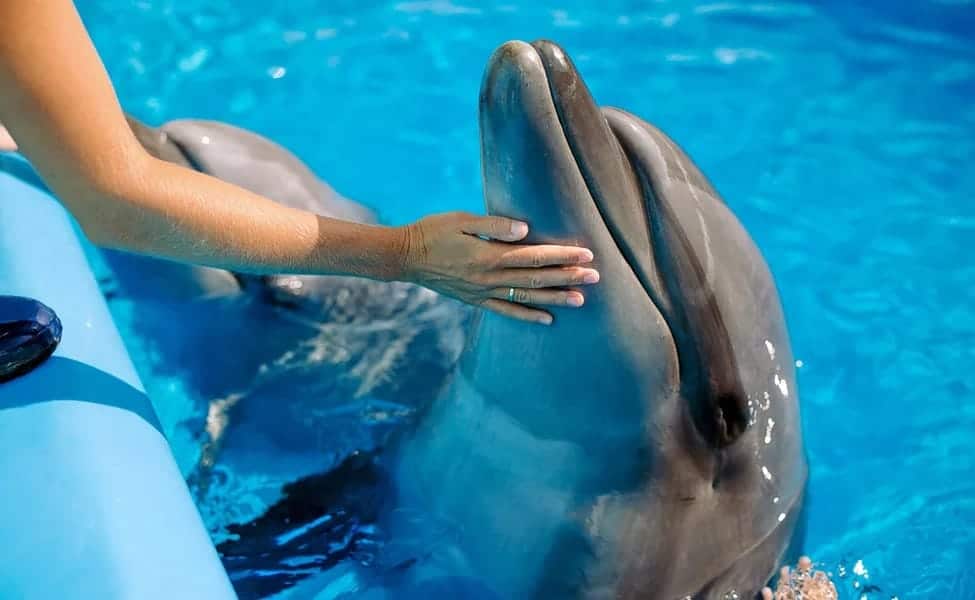 פטאיה עם ילדים | שחייה עם דולפינים בפטאיה