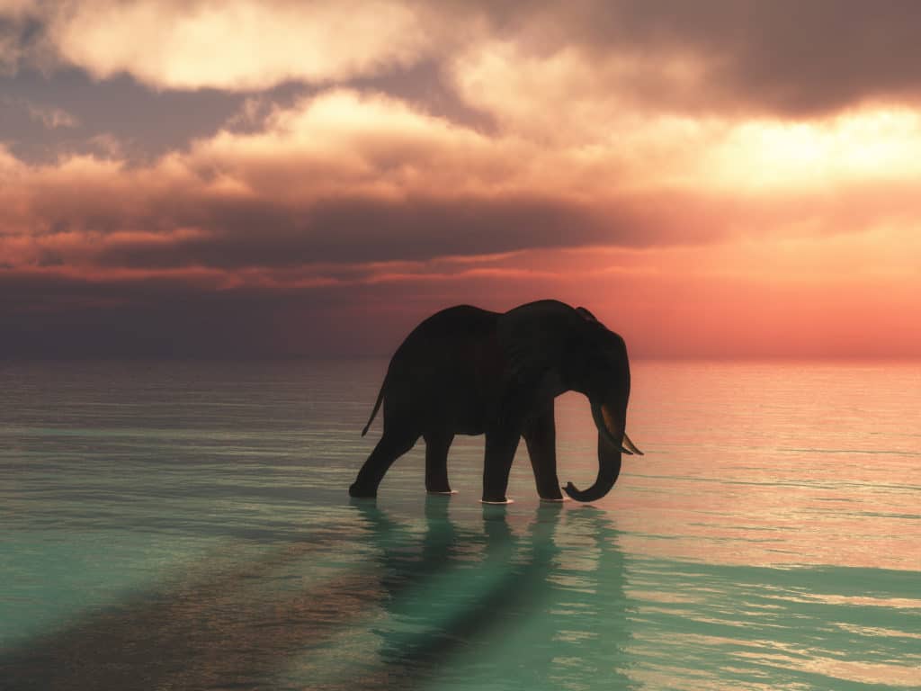קוסמוי - דברים שאתם חייבים לעשות | 3d render elephant walking ocean against sunset sky