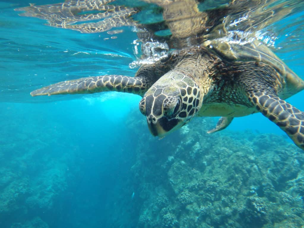 איי סימילאן - צבי ים