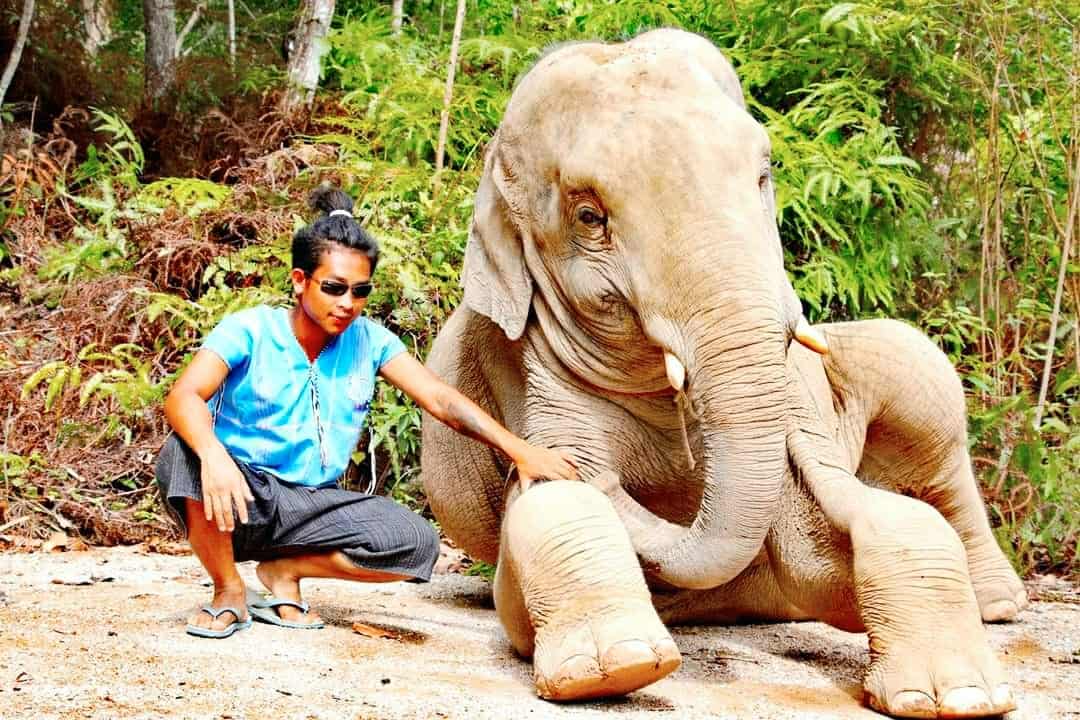 מדריך תאילנדי מקומי עם הפיל שלו