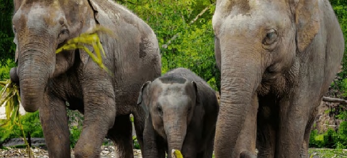 משפחת פילים בטיול לחוותמ טיפולים בצ'יאנג מאי כבלים מדף אטרקציות צ'יאנג מאי