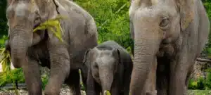 חוות הפילים הטיפולית